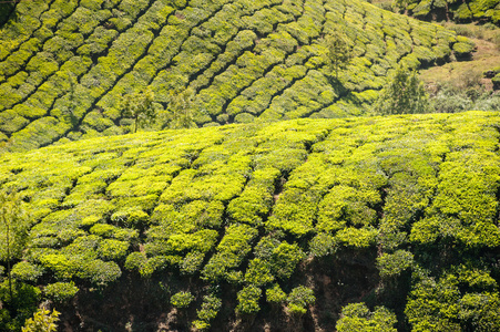 在印度喀拉拉邦的茶叶种植园