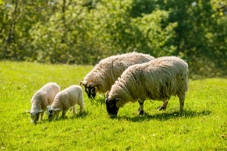 两只母羊和羔羊放牧