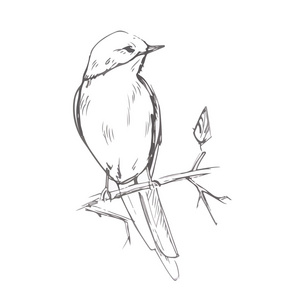 鸟的铅笔灰色素描矢量图照片