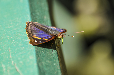 巴西伊瓜苏瀑布五颜六色的蝴蝶