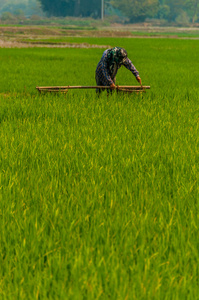 在绿色的稻田里工作的人