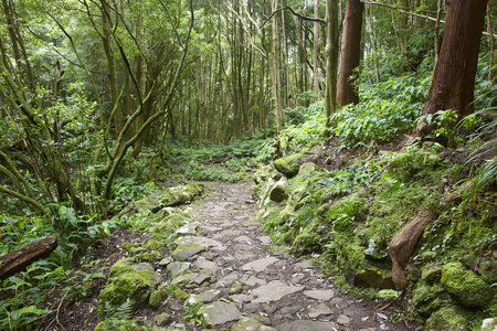 在潮湿的绿色亚热带森林中的岩石通道。亚速尔, 葡萄牙