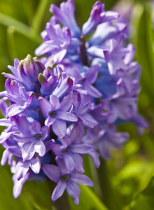 蓝色风信子花