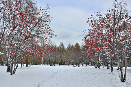 在城市公园的第一场雪