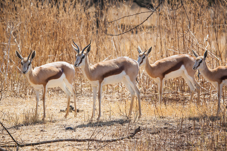 Springbuck 站在草原