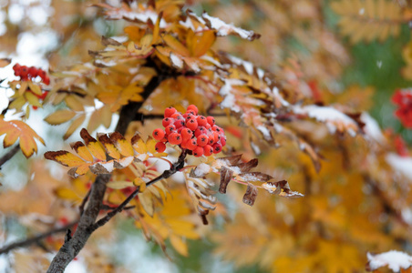 灰莓上的第一场雪, 照片色调
