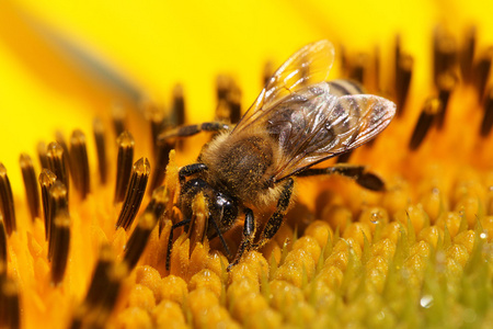 向日葵蜂向日葵上蜂蜜蜂照片