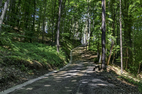 在晨光中穿过绿色森林的风景如画的道路