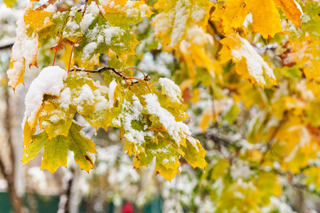 枫树黄叶上的第一场雪