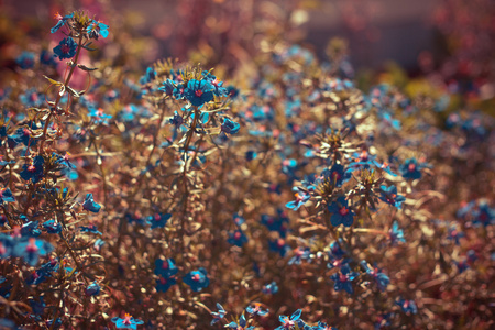 蓝色小野花
