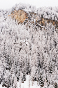 与很多树木山顶覆盖着雪