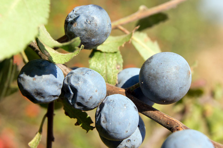 蓝色槽prunus spinosa