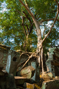 塔普伦寺墙上的树