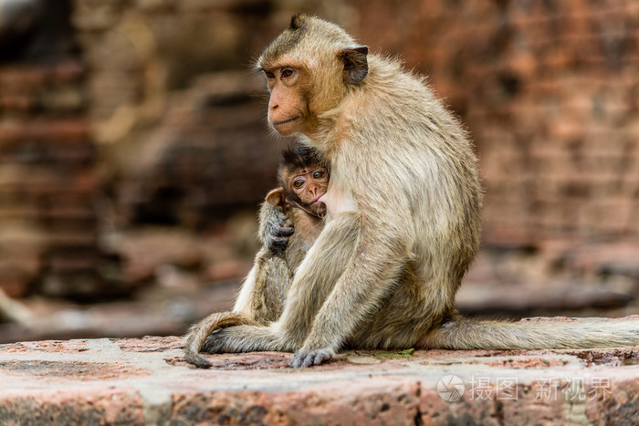 从母亲的胸部小猴子喝牛奶