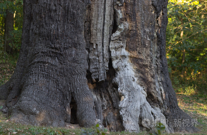 雄伟的老树与大树干