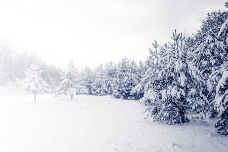 在冬季景观雪覆盖的森林