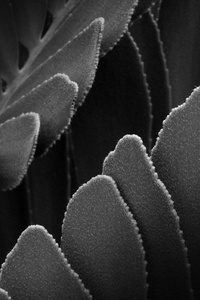 抽象的背景下，植物在黑色和白色的风格