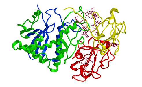 蓖麻毒蛋白的分子结构照片
