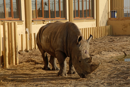 动物学公园的动物园里图片