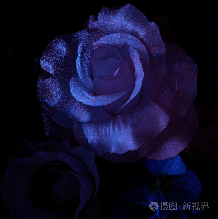 魔法玫瑰深蓝色玫瑰alice玫瑰