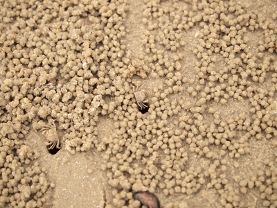 小蟹在沙子里挖洞