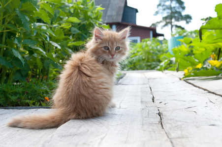 在户外玩的红色小猫