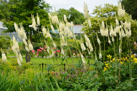 花园中的西米奇富加总状花序图片