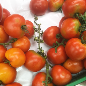 原料新鲜的西红柿，在市场上一个白色的架子