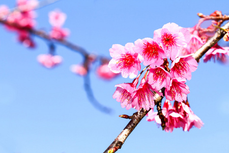 野生喜马拉雅山樱桃花