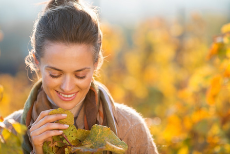 女人酿酒检查在秋天葡萄园的葡萄树