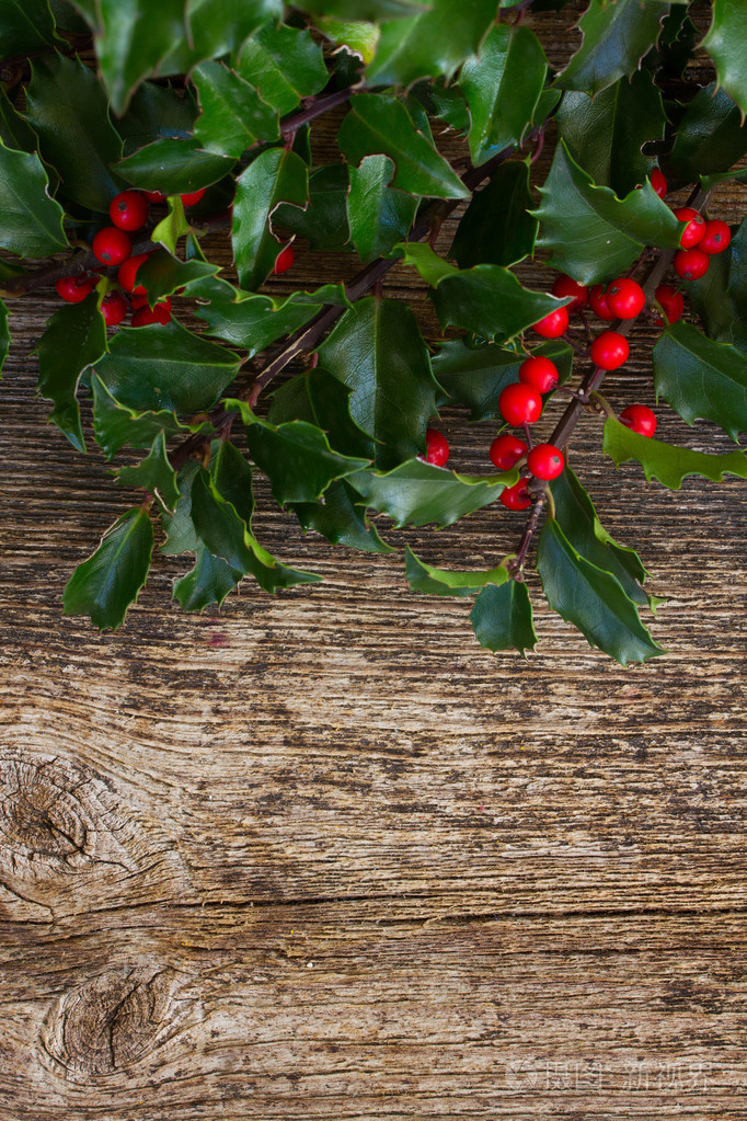 冬青树分支在木头上