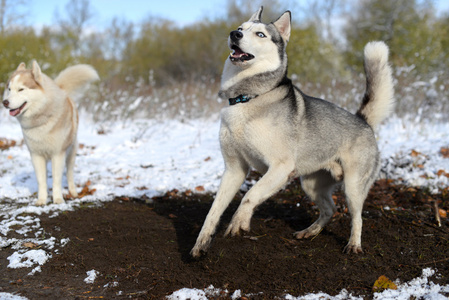 西伯利亚雪橇犬不耐烦挖