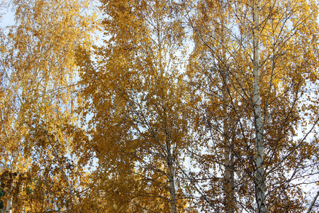 秋天桦树树枝上的黄叶