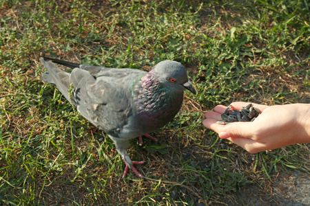个人类的手喂鸟相似素材图片