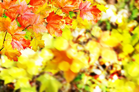秋天的树叶。秋天的时间。金色的秋天