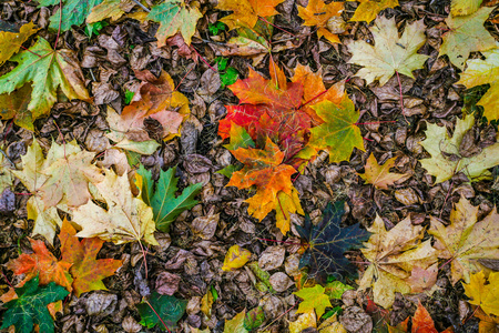 秋天地毯从叶子