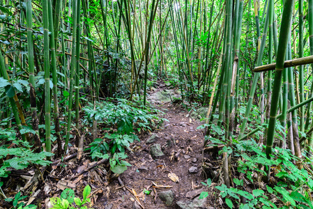 泰国萨拉武里国家公园的自然小径竹林