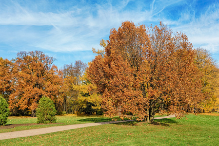 阳光明媚的风景与秋天的树木