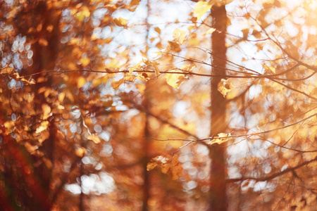 秋天的天空树叶背景