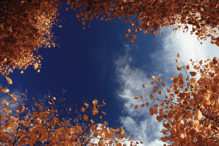 秋天的天空树叶背景