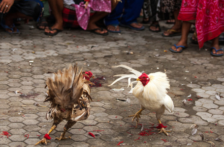 斗鸡的运动，在印尼巴厘岛