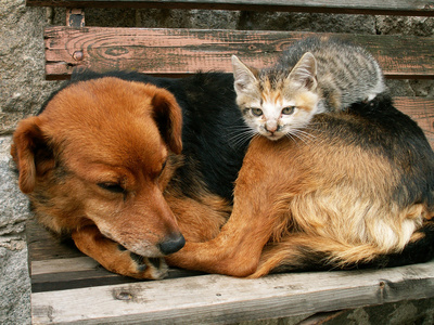 小的猫和狗