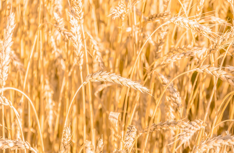 成熟的黄金小麦