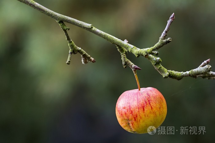 树枝上成熟的苹果