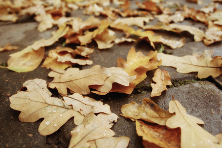 堕落的黄色秋天的树叶背景