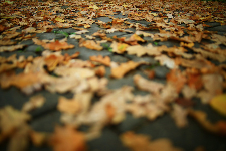 堕落的黄色秋天的树叶背景