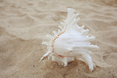 在沙滩上的海螺
