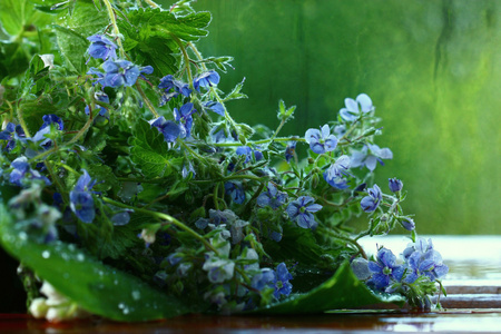 亮丽鲜艳的花朵