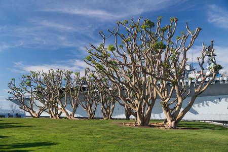 乌斯中途博物馆周围的树木, 圣迭戈, 加利福尼亚州