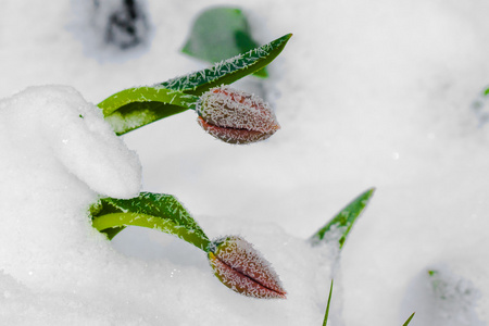 两片红色郁金香在雪下